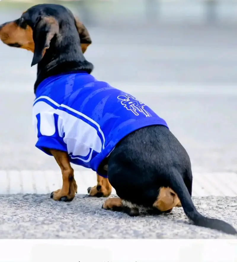 Polera para perros con protección solar UV 50+ - 6