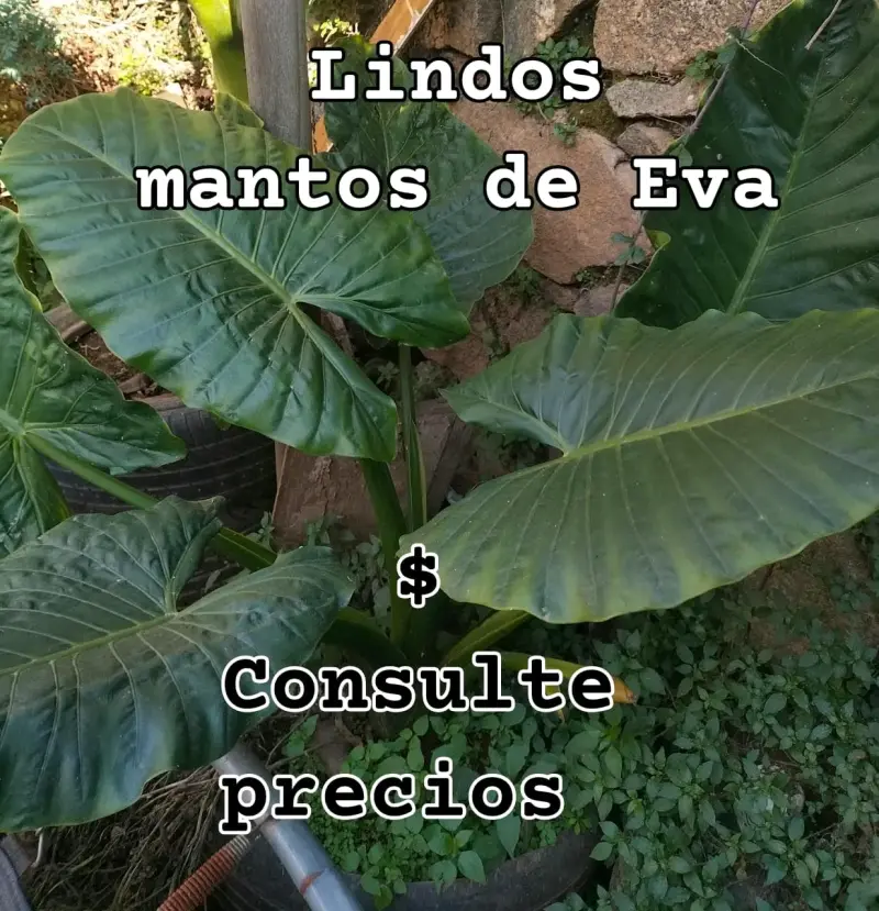 Hermosos Manto de Eva - 2