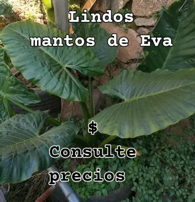 Hermosos Manto de Eva - miniatura 2
