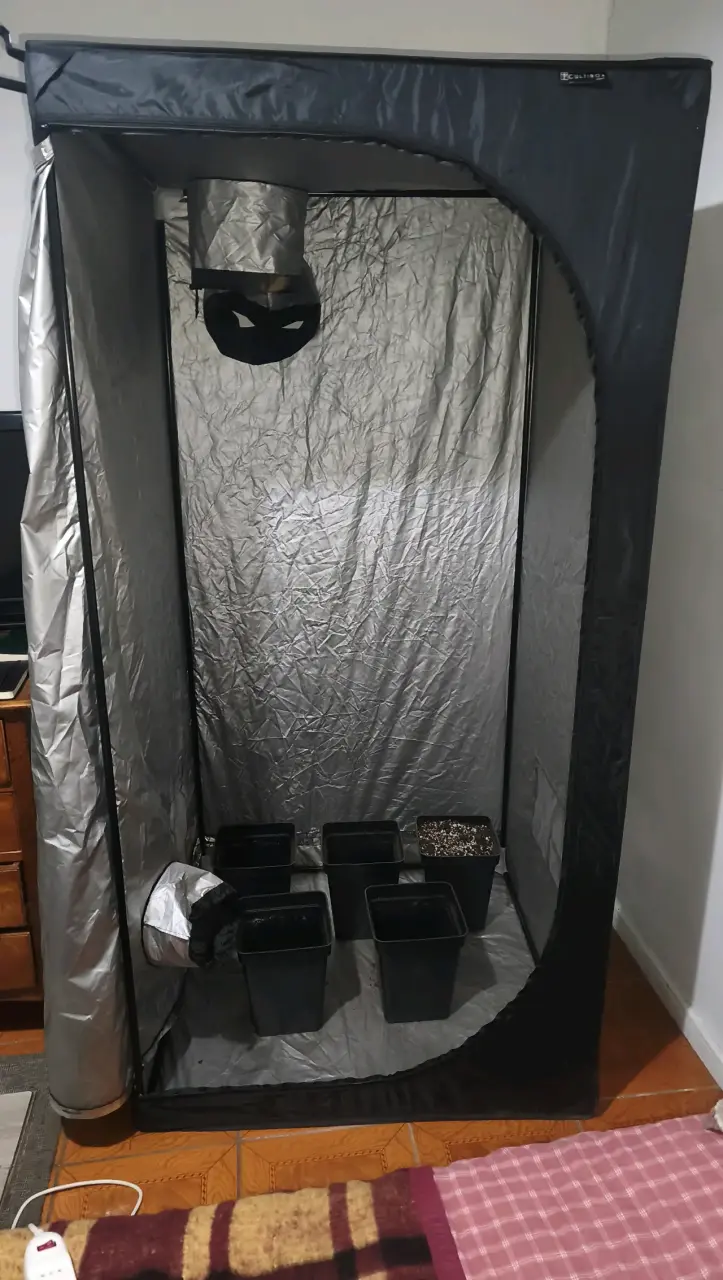 Carpa de indoor