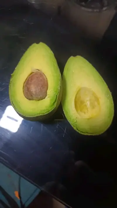 Palta variedad calva a punto de madurar - miniatura 1
