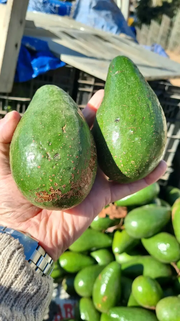 Palta variedad calva a punto de madurar - 2