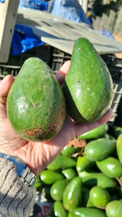 Palta variedad calva a punto de madurar - miniatura 2