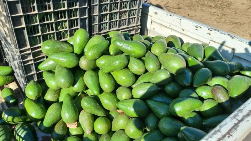 Palta variedad calva a punto de madurar - 3