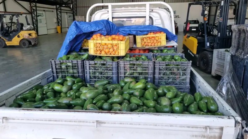Palta variedad calva a punto de madurar - 4