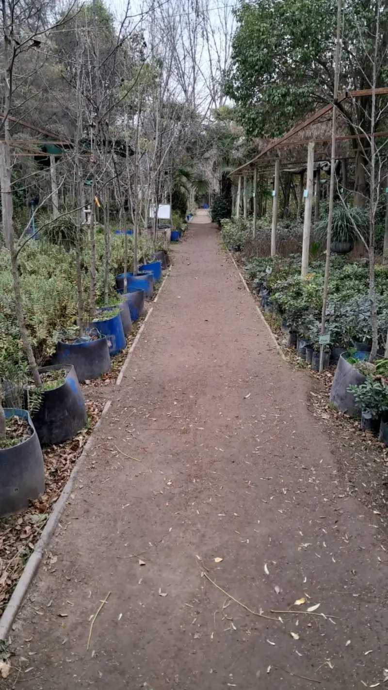 6500 g de fina de dispensario