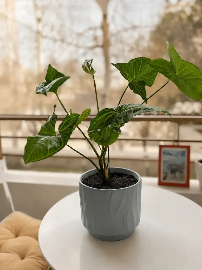 Planta de interior en maceta decorativa