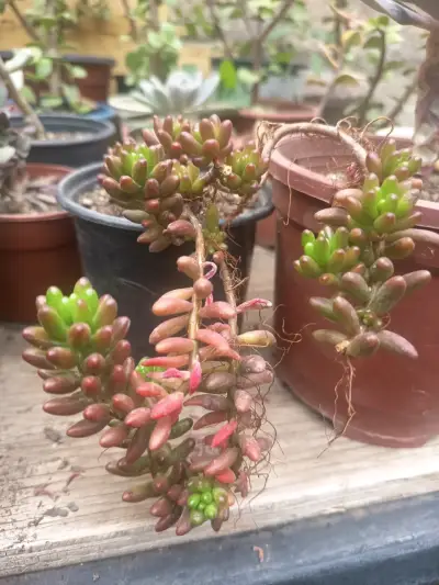 Suculenta Sedum Rubrotinctum en maceta - miniatura 1