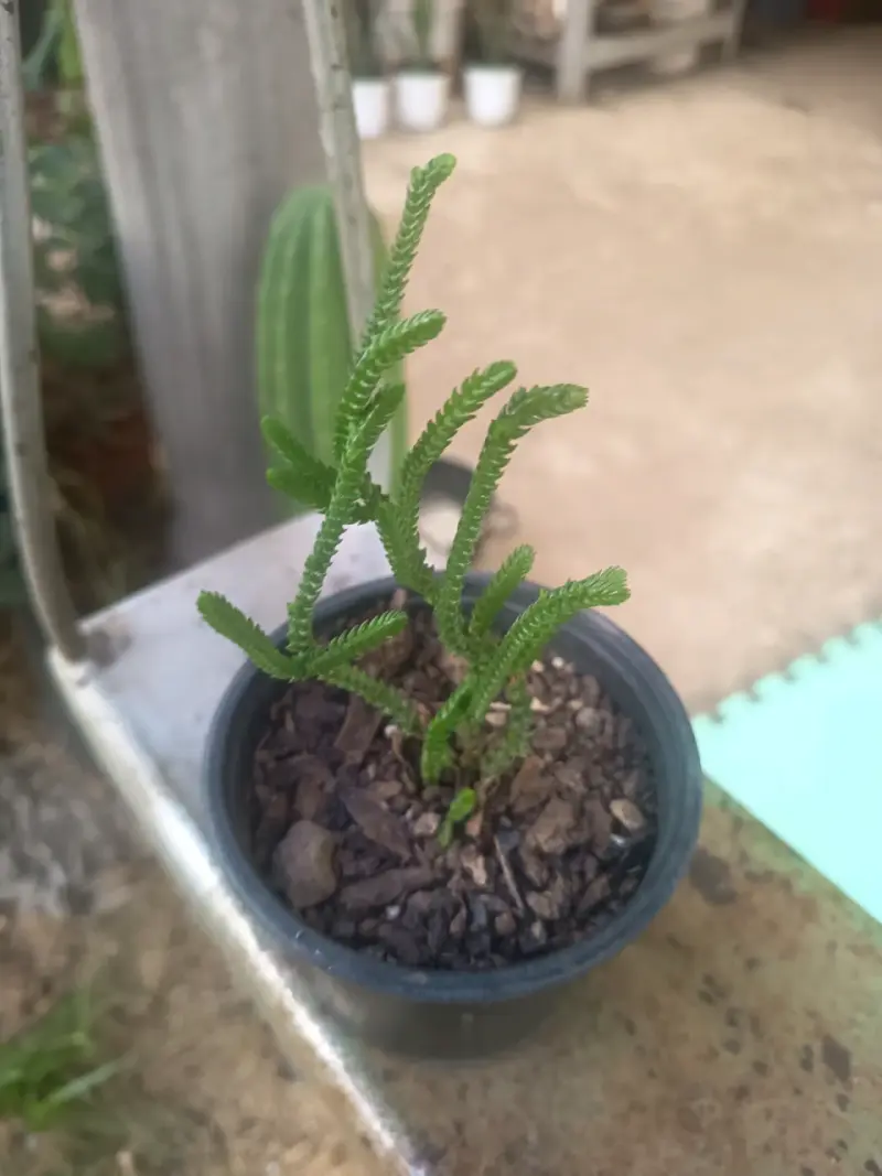 Suculenta Sedum Rubrotinctum en maceta - 2