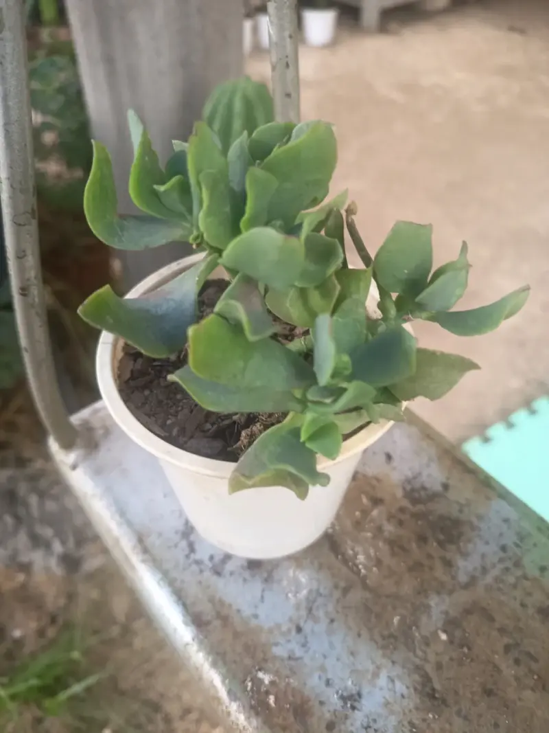 Suculenta Sedum Rubrotinctum en maceta - 3