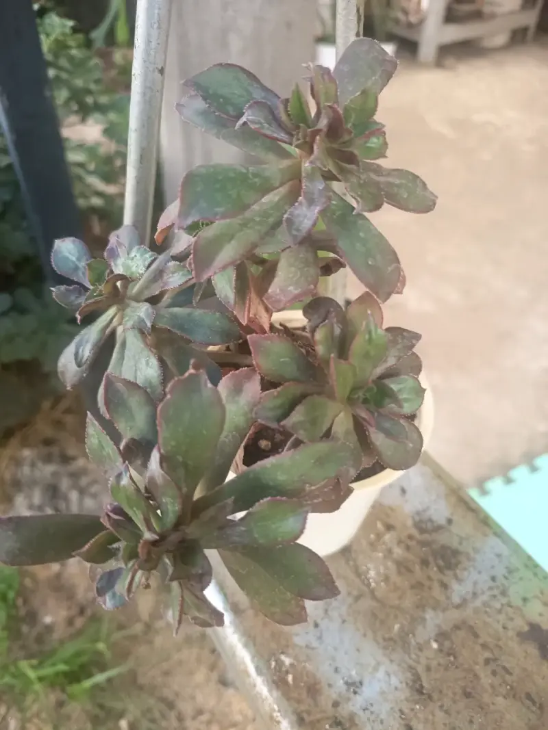 Suculenta Sedum Rubrotinctum en maceta - 4