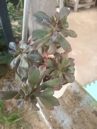 Suculenta Sedum Rubrotinctum en maceta - miniatura 4