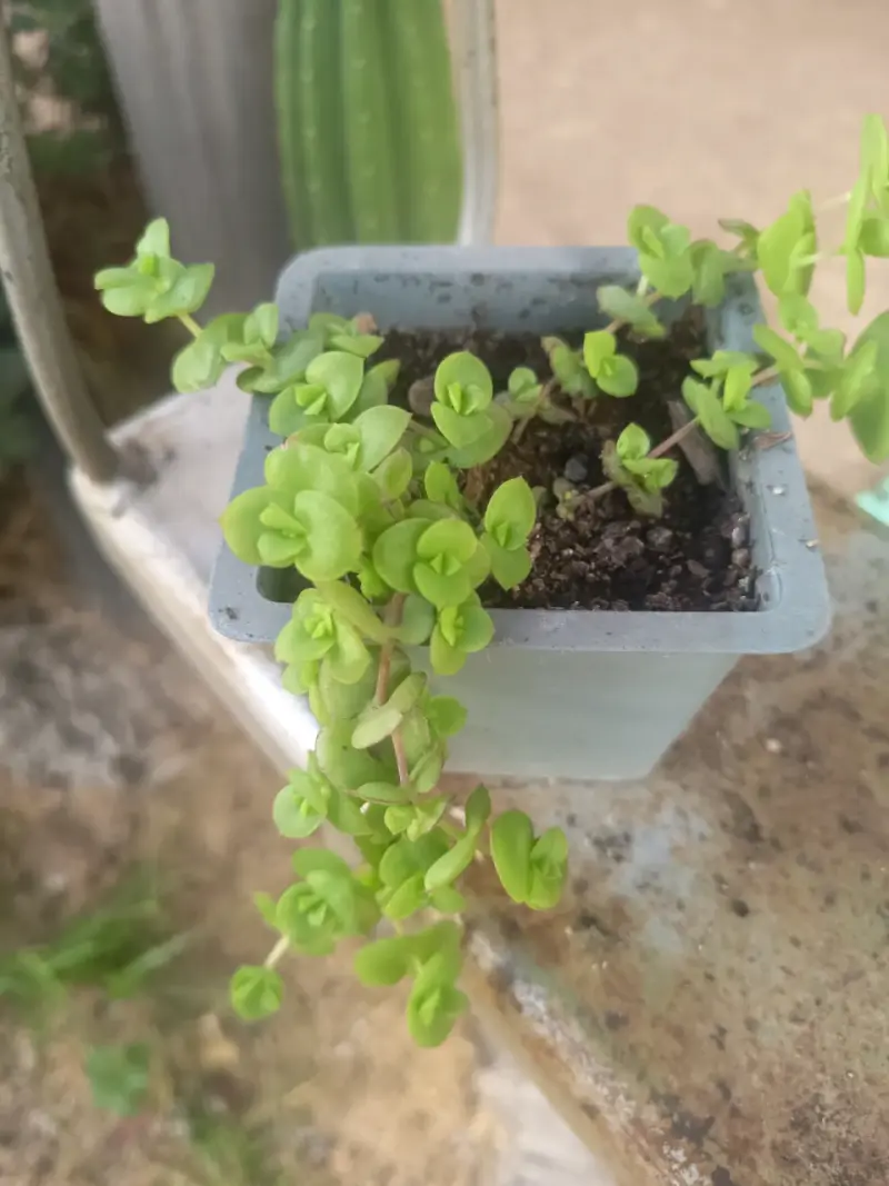 Suculenta Sedum Rubrotinctum en maceta - 5