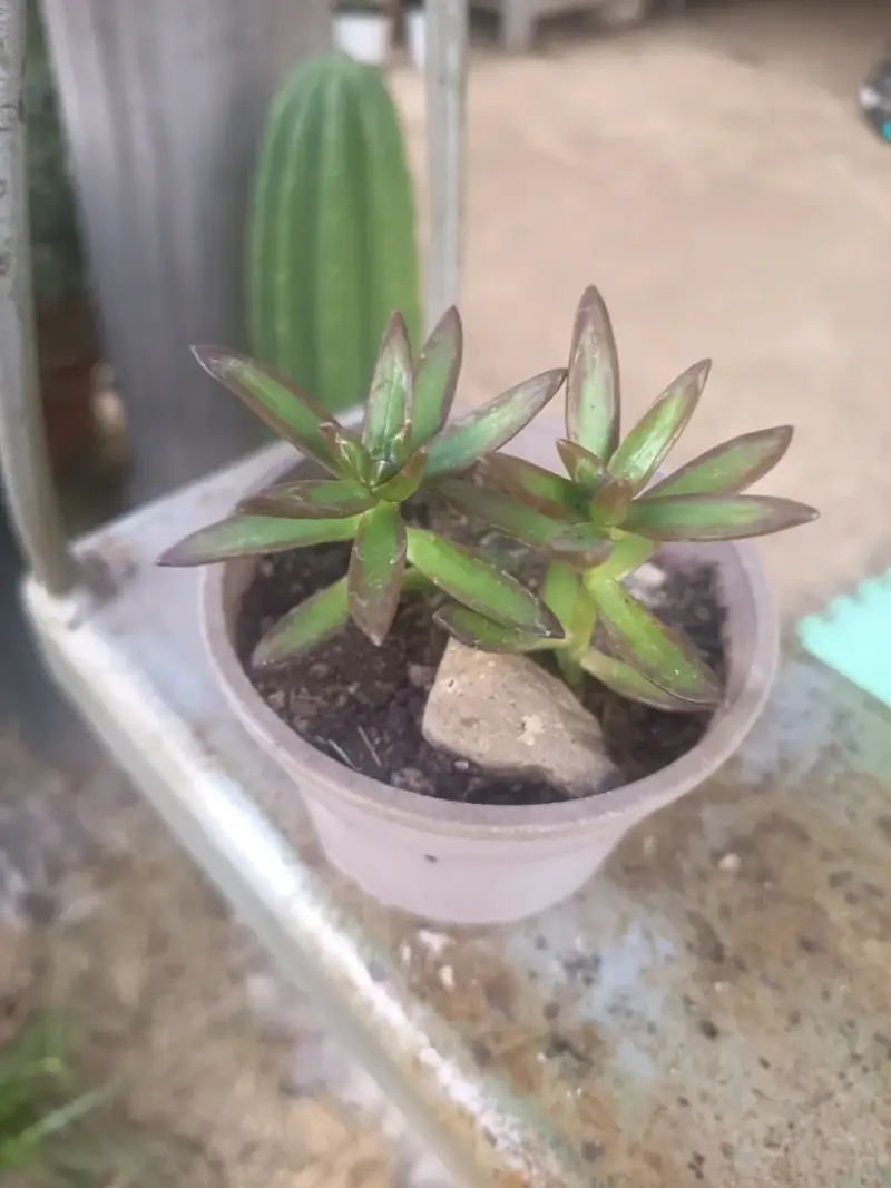 Suculenta Sedum Rubrotinctum en maceta - 6