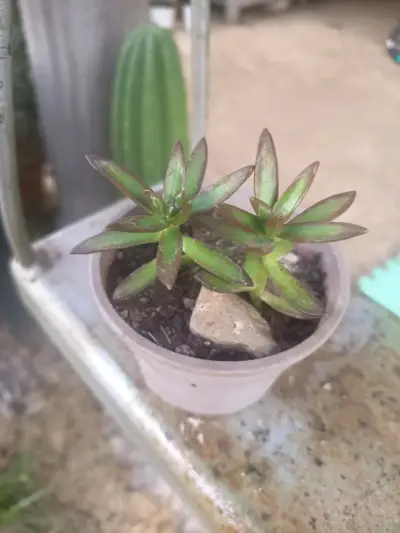 Suculenta Sedum Rubrotinctum en maceta - miniatura 6