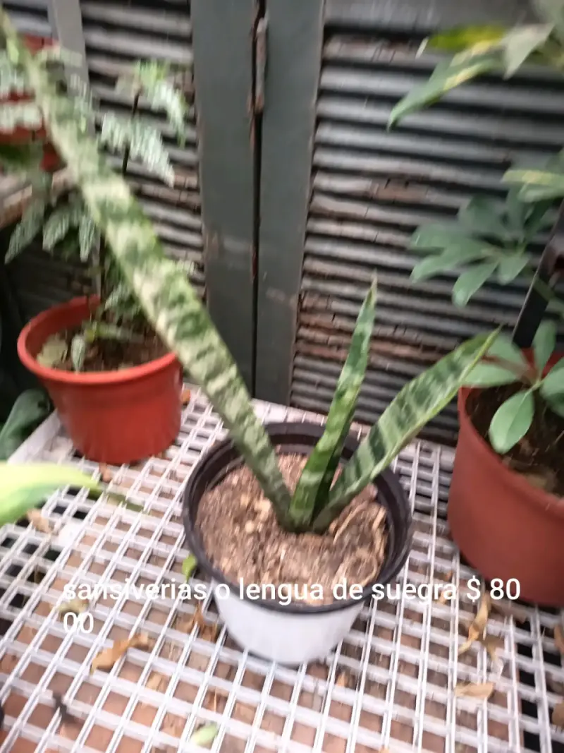 Planta Sansevieria en maceta mediana