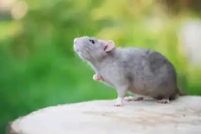 Cuidado de ruedores - miniatura 5