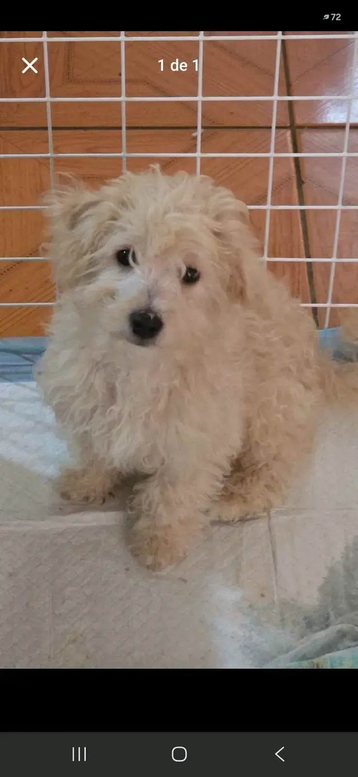 Cachorro poodle toy - 1