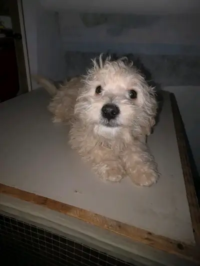 Cachorro poodle toy - miniatura 2