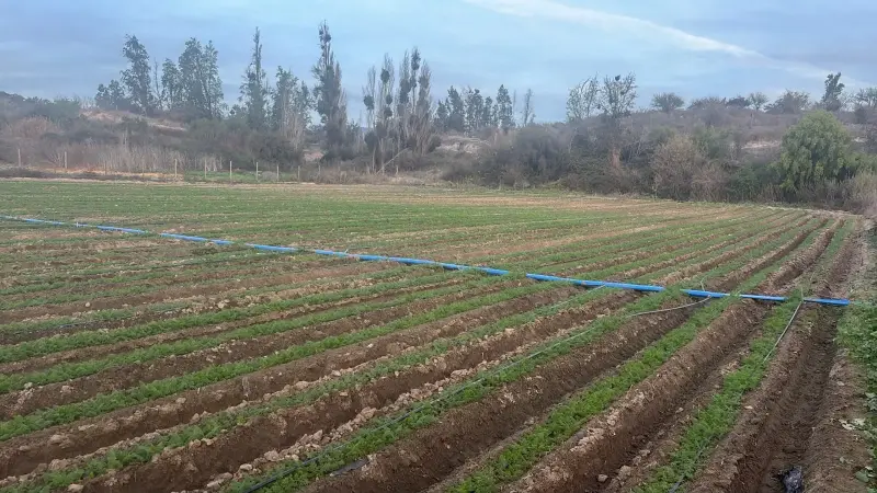 Oportunidad vendo linda parcela de 5.000 M2 - 2