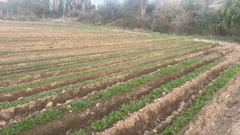 Oportunidad vendo linda parcela de 5.000 M2 - 4