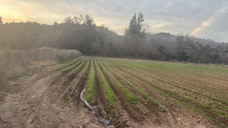 Oportunidad vendo linda parcela de 5.000 M2 - 5