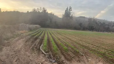 Oportunidad vendo linda parcela de 5.000 M2 - miniatura 5