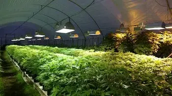 Invernadero de cultivo interior con iluminación LED