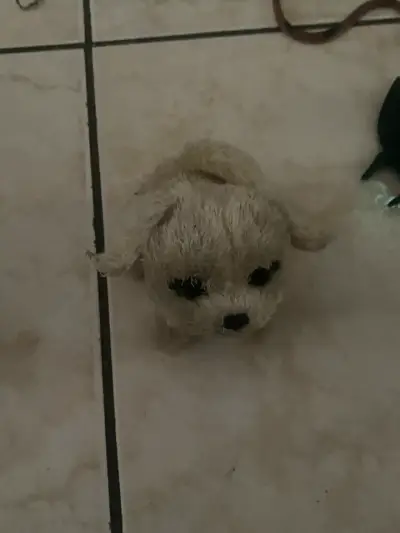 Peluche de perrito beige - miniatura 1