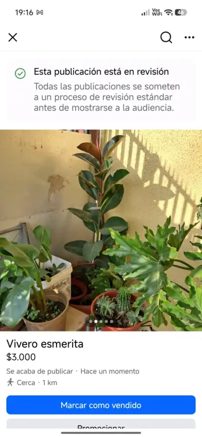 Plantas de vivero Esmerita - miniatura 2