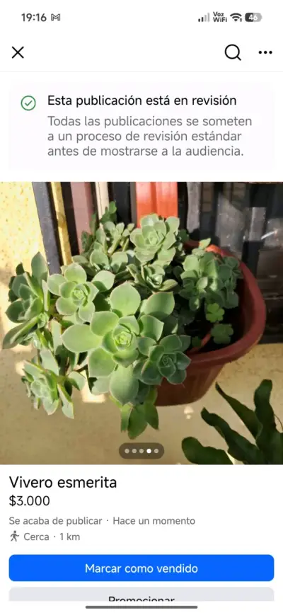 Plantas de vivero Esmerita - miniatura 4