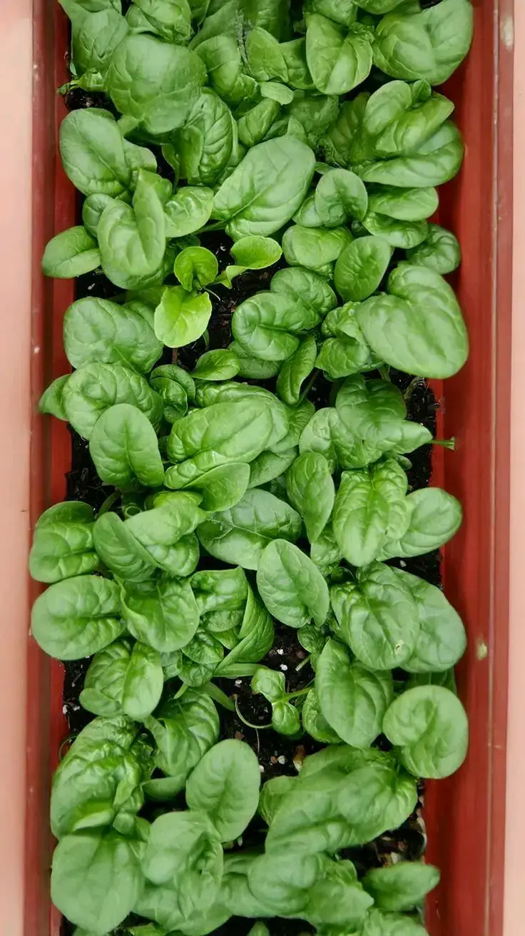 100 Semillas de Espinaca para Cultivo Doméstico - 2