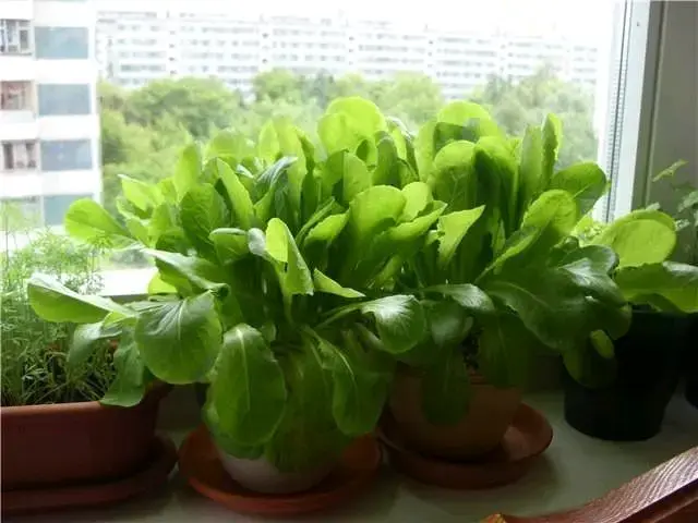 100 Semillas de Espinaca para Cultivo Doméstico - 3