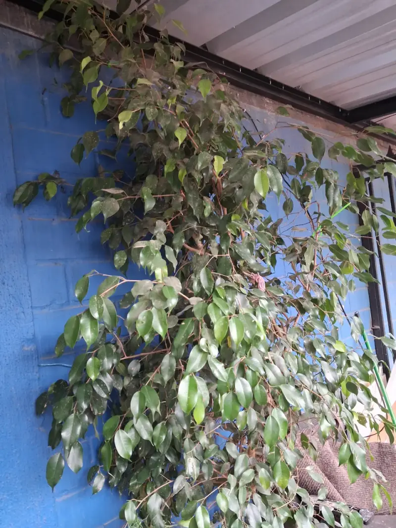 Plantas - 3