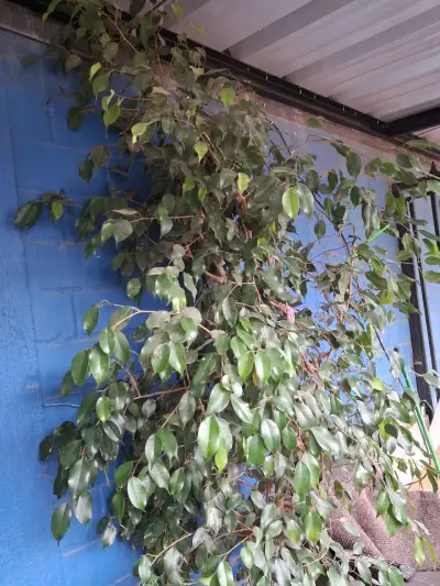 Plantas - miniatura 3