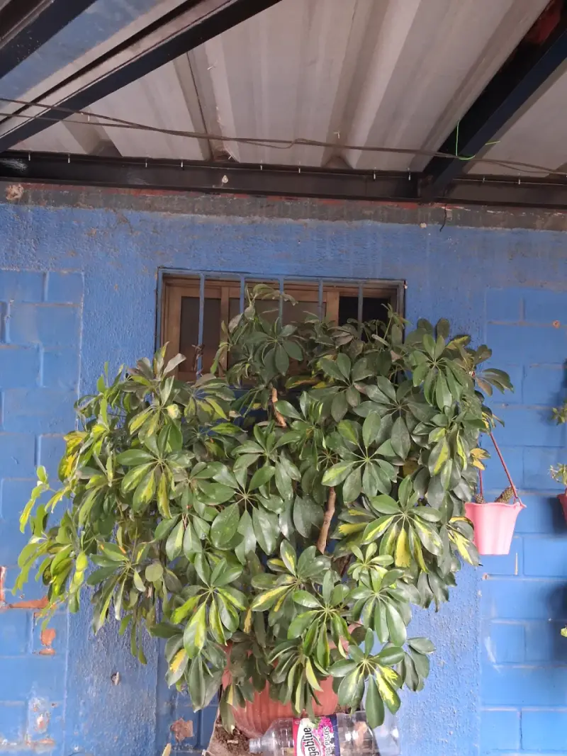 Plantas - 4