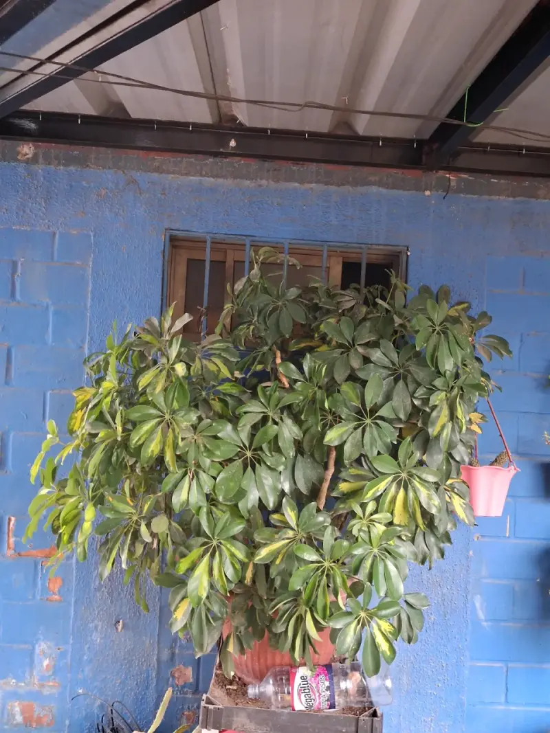 Plantas - 5