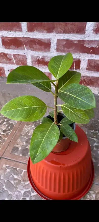 Planta Peperomia Variegada en Maceta - miniatura 2