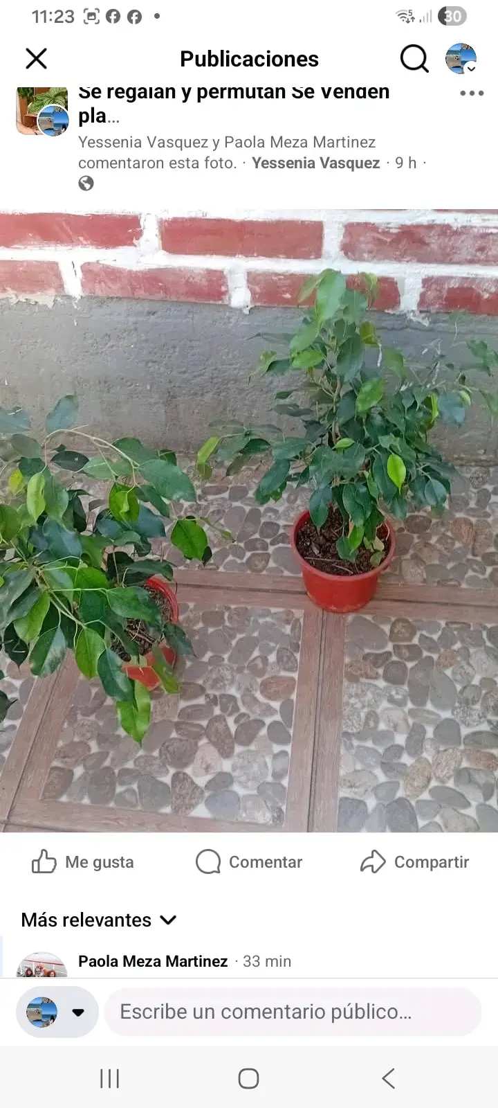 Planta Peperomia Variegada en Maceta - 3