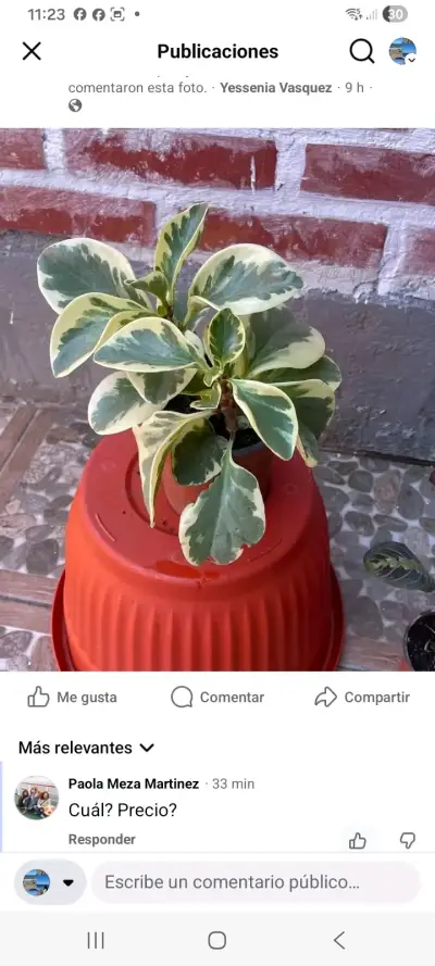 Planta Peperomia Variegada en Maceta - miniatura 4