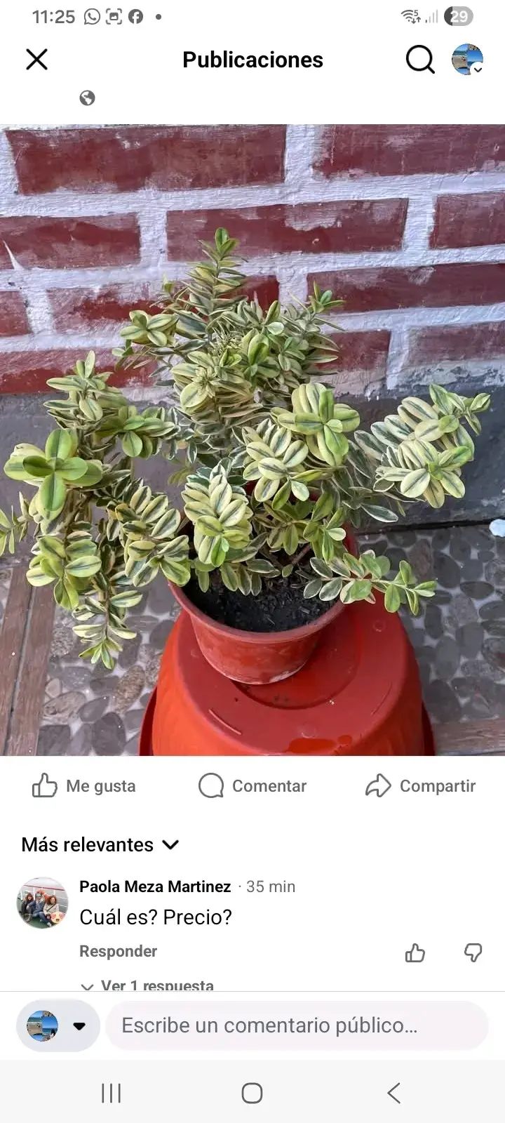 Planta Peperomia Variegada en Maceta - 5