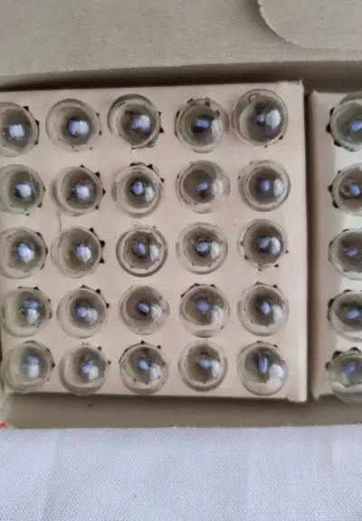 Caja 50 ampolletas Vintage  Swan linterna u otros - miniatura 5