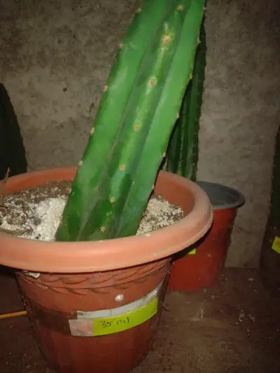 Cactus San Pedro en maceta de 35 cm - miniatura 1