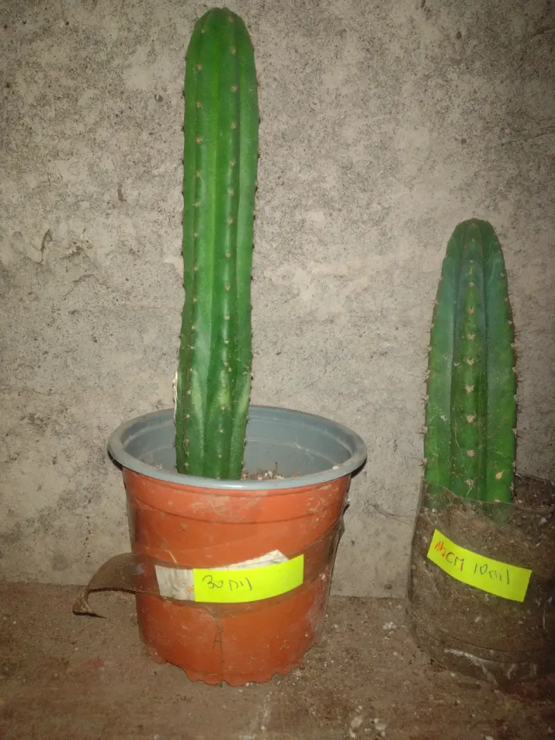 Cactus San Pedro en maceta de 35 cm - 2