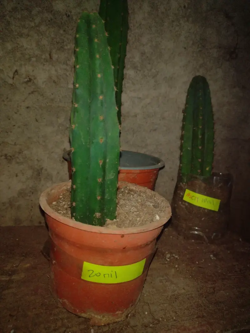 Cactus San Pedro en maceta de 35 cm - 3