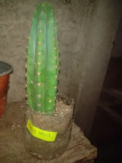 Cactus San Pedro en maceta de 35 cm - miniatura 4