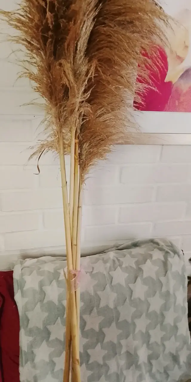 Ramo de pampas naturales decorativas - 3