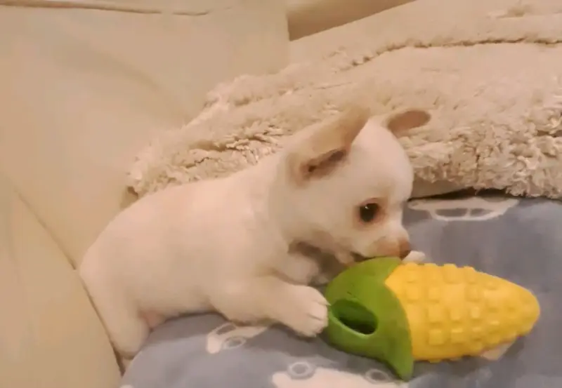 Chihuahua