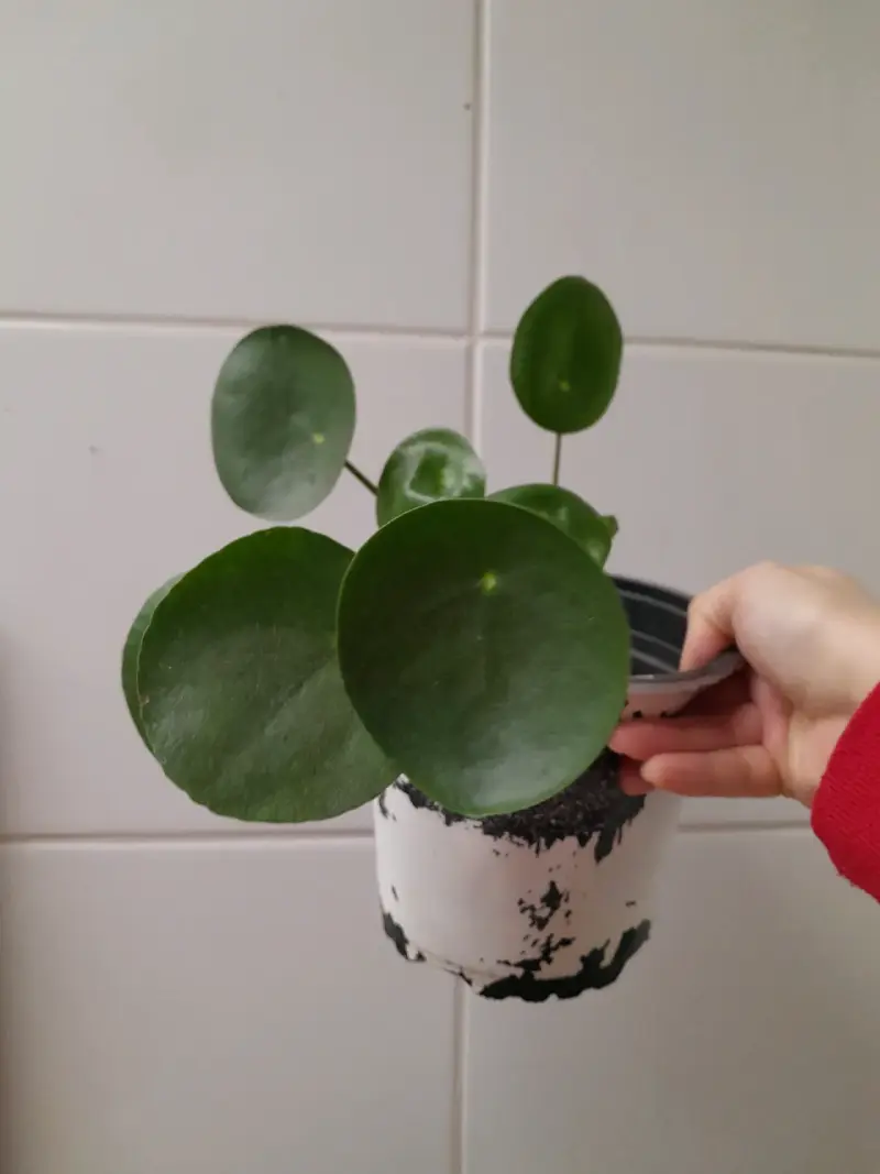 Planta Pilea Peperomioides en maceta - 1