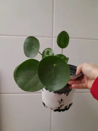 Planta Pilea Peperomioides en maceta - miniatura 1